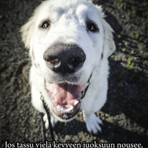 Tähtipölyä runo